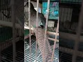 Download Lagu burung punai belang punai tanah.