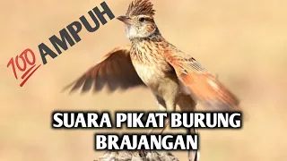 suara pikat burung branjangan ampuh