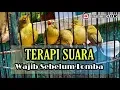 Download Lagu Terapi Pleci Sebelum Lomba (Bunyikan Saat Dikoloni)