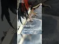 Bumble Foot in chicken