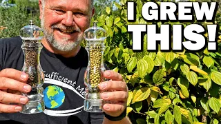 How to Grow and Make Your Own Black & Green Pepper