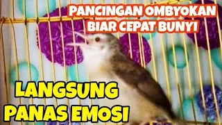 Download Pancingan ciblek sawah ombyokan biar cepat bunyi gacor nembak nembak MP3