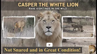 Casper the White Lion – Not Snared, With Brother Mfowethu, and in Great Condition!