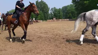 journ e porte ouverte aux curies de micheline nath horse club 