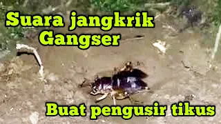 Download Suara jangkrik/gangser paling keras....!!! | cocok buat ngusir tikus MP3