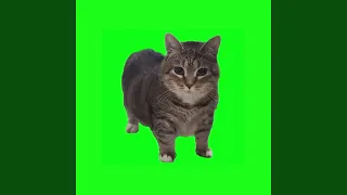 oiia oiia spinning cat 