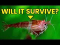 This Shrimp Molting Myth Is Wrong - I Tested It White Ring Of Death