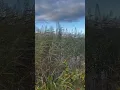 Download Lagu lost in the bushes, #relaxing #relax  #love #youtuber #youtubeshorts #health #healthylifestyle