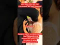 Download Lagu Pengantin kegelian, saat sang pujaan hati main obok obok di dalam gaun, ngakak si wanita 😂😂#shorts