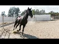 Download Lagu Relaxation Music - Horse Ranch Music