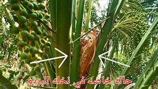 حاله خاصه في نخله البريم        دندنها