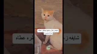 موال حزين بصوت القط Shorts ضحك 