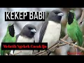 Download Lagu Kekep Babi | melatih cucak ijo, cendet ngekek panjang dengan cepat