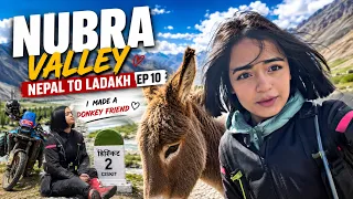MADE A DONKEY FRIEND …REACHED NUBRA VALLEY 😍