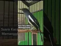 Download Lagu Pancingan Kacer Betina Memanggil Jantan Memancing Kacer Bahan Agar Emosi Birahi Nyaut Bunyi Gacor