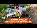 Download Lagu ВСЕ ТОНКОСТИ посадки метельчатой гортензии ОСЕНЬЮ // Сажаю метельчатую гортензию в открытый грунт