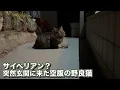 Download Lagu I came across a lost stray cat at the entrance who hadn't eaten in days...