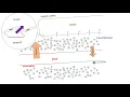 Lymph and Lymphatic Capillaries