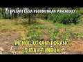 Download Lagu KELAHAN PENANAMAN PORANG TERNYATA SUDAH ADA YANG TUMBUH