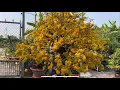 Download Lagu Chia sẽ  cúc thọ hương kính tàng tết hoa nhiều bông chùm / giao lưu bo ghép siêu bông sài gòn