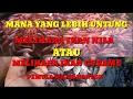 Lagu #IKANNILA // MANA YANG LEBIH MENGUNTUNGKAN BUDIDAYA IKAN NILA ATAU IKAN GURAME