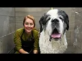 The Most Gentle Giant Grooming a Senior Saint Bernard With a Heart of Gold