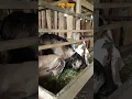 Download Lagu contoh kambing yang terkena scabies atau gudik