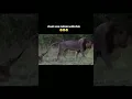 Download Lagu Dad and son Loin🤓🤓 #elleafricasafaris #animals #wildlife #africanwildlife #nature #africa