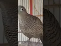 Download Lagu Burung tekukur lokal punya suara topcer yang jernih untuk umpan yang langsung bereaksi #shorts
