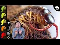 Giant Centipede The Best Pet Invertebrate