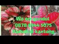 Aglonema merona (3)#087881445075
