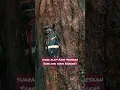 Download Lagu Mustahil!! Menemukan Tonggeret di Kota besar 🎼 #shorts