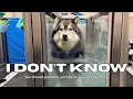 Is TPLO surgery the right decision for your Husky