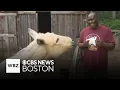 Massachusetts farm gives animals a second chance at a happy life