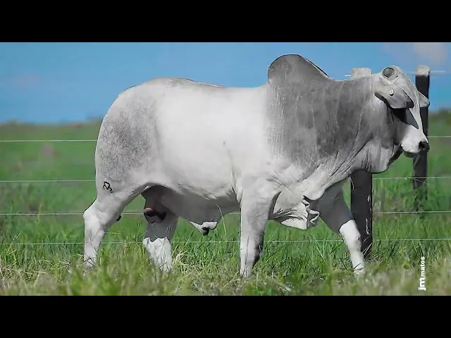 Garrote Nelore GLMP - 1626