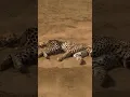 Download Lagu Unlucky Cheetah Caught by a Pride of Lions  #animals  #wildlife  #predatorvsprey