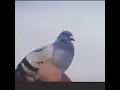 Download Lagu Pigeon dancing to WAP