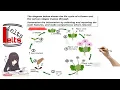 ielts writing task 1 The diagram below shows the life cycle of a flower and the various stages