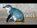 Fairy Penguins The World s Smallest Penguin Parade