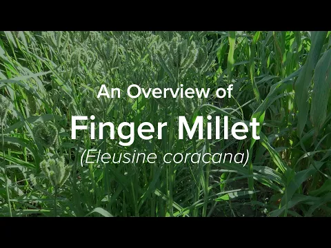 Download MP3 An Overview of Finger Millet | Understudied Indigenous Crops