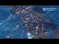 2 Hours of Coastal Wildlife to Relax/Study to | LoFi Beats | Monterey Bay Aquarium Krill Waves Radio