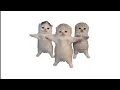 Three Cats Dancing