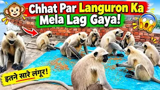 😱 Languron Ka Pura Jhund Chana Khane Chhat Par Pahunch Gaya! 🐒