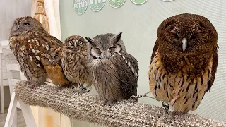 Download Visited Japan's Best Owl Cafe / Tokyo Akihabara Owl🦉 MP3