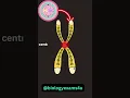 Chromosome Structure Animation