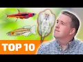 Download Lagu Top 10 Nano Fish for Freshwater Aquariums
