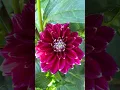 Download Lagu Beautiful Metro Star Dahlia Bloom  #flowers #dahlia #garden #shorts