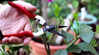 柠檬树冒新芽 为什么要二次修剪 难怪很多人的都不结果 