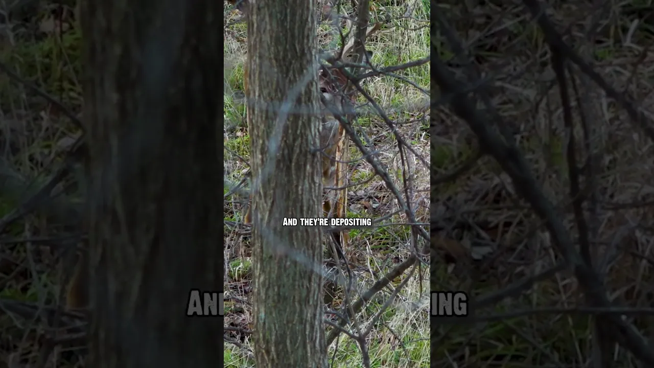 Why do deer make rubs?