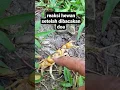 Download Lagu reaksi hewan setelah dibacakan doa sulaiman #shorts